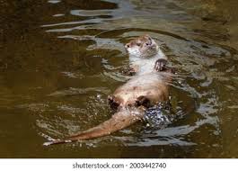 Attēlu rezultāti vaicājumam “Lutra lutra”