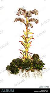 Image result for echtes Hauswurz