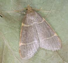 Attēlu rezultāti vaicājumam “Hypsopygia glaucinalis”