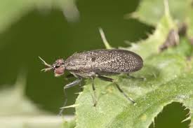 Attēlu rezultāti vaicājumam “Coremacera marginata”