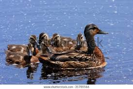 Image result for Anas discors