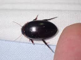 Attēlu rezultāti vaicājumam “Ilybius sp.”