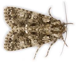 Attēlu rezultāti vaicājumam “Acronicta rumicis imago”