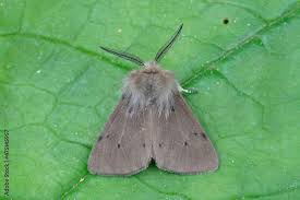 Attēlu rezultāti vaicājumam “Diaphora mendica”