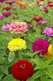 Image result for Zinnia elegans