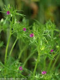 Attēlu rezultāti vaicājumam “Geranium dissectum fruit”