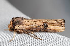 Attēlu rezultāti vaicājumam “Axylia putris”