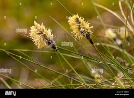 Attēlu rezultāti vaicājumam “Carex caryophyllea flower”