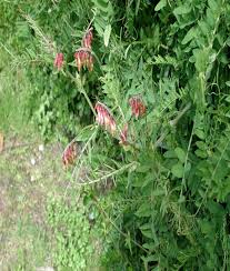 Attēlu rezultāti vaicājumam “Vicia”