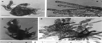 Attēlu rezultāti vaicājumam “Homomallium incurvatum sporophyte”