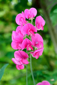 Attēlu rezultāti vaicājumam “Lathyrus latifolius flower”