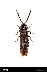 Attēlu rezultāti vaicājumam “Phosphaenus hemipterus male”