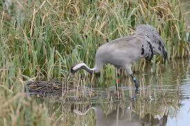 Attēlu rezultāti vaicājumam “Grus grus nest”