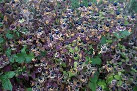 Image result for beladona