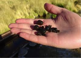 Attēlu rezultāti vaicājumam “Nostoc commune”