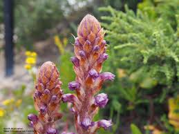 Attēlu rezultāti vaicājumam “Orobanche coerulescens flower”