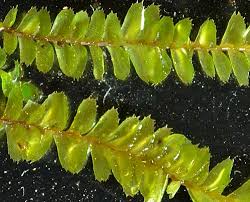 Attēlu rezultāti vaicājumam “Plagiochila”