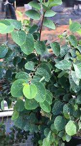 Attēlu rezultāti vaicājumam “Myosotis sparsiflora leaf”
