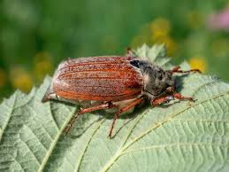 Attēlu rezultāti vaicājumam “Melolontha melolontha”