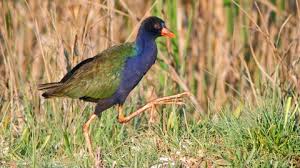 Image result for Porphyrio alleni