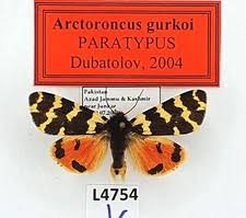 Attēlu rezultāti vaicājumam “Arctiidae”