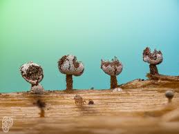 Attēlu rezultāti vaicājumam “Comatricha fragilis macro”