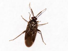 Attēlu rezultāti vaicājumam “Psallus sp.”