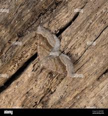 Attēlu rezultāti vaicājumam “Scotopteryx chenopodiata”