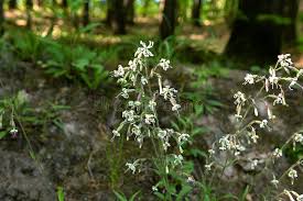 Attēlu rezultāti vaicājumam “Silene nutans flower”