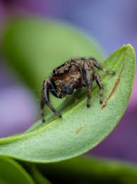 Attēlu rezultāti vaicājumam “Neriene montana”