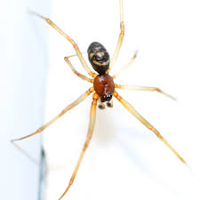 Attēlu rezultāti vaicājumam “Steatoda grossa”