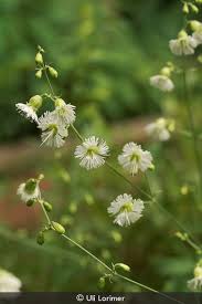 Attēlu rezultāti vaicājumam “Silene chlorantha”