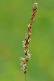 Attēlu rezultāti vaicājumam “Carex disticha”