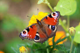 Attēlu rezultāti vaicājumam “Inachis io”