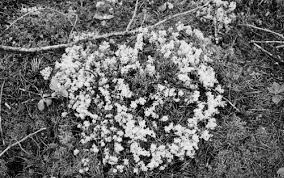 Attēlu rezultāti vaicājumam “Cladonia mitis”