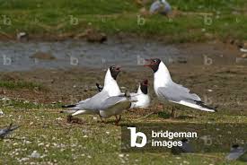 Attēlu rezultāti vaicājumam “Larus ridibundus”