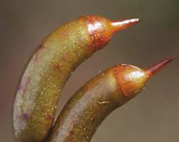 Attēlu rezultāti vaicājumam “Hypnum cupressiforme var. subjulacum”