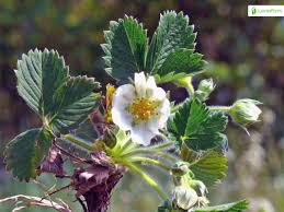 Attēlu rezultāti vaicājumam “Fragaria viridis”