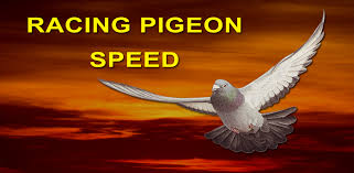 Image result for Meridian Racing Pigeon Lofts