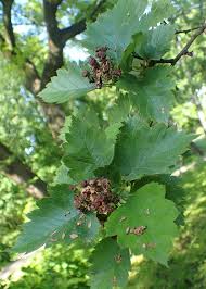 Attēlu rezultāti vaicājumam “Crataegus chlorosarca”