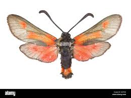 Attēlu rezultāti vaicājumam “Zygaenidae”