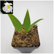 Attēlu rezultāti vaicājumam “Trichia alpina”