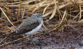 Attēlu rezultāti vaicājumam “Tringa ochropus”