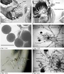 Image result for Scyllarides latus