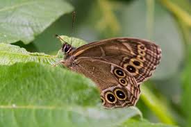 Attēlu rezultāti vaicājumam “Lopinga achine”