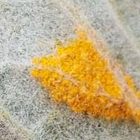 Attēlu rezultāti vaicājumam “Melampsora epitea”