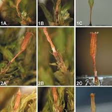 Attēlu rezultāti vaicājumam “Orthotrichum speciosum”