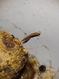 Attēlu rezultāti vaicājumam “Stemonitis marjana”