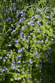 Attēlu rezultāti vaicājumam “Veronica chamaedrys leaf”