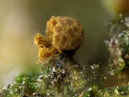 Attēlu rezultāti vaicājumam “Perichaena depressa”